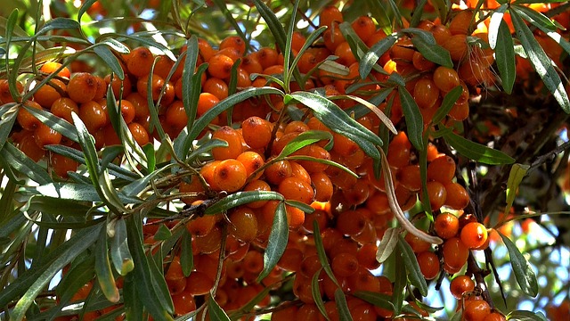 Rakytník řešetlákový